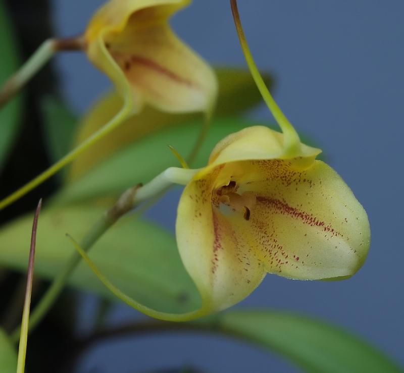 Masdevallia wubbenii, flower 1.5 cm