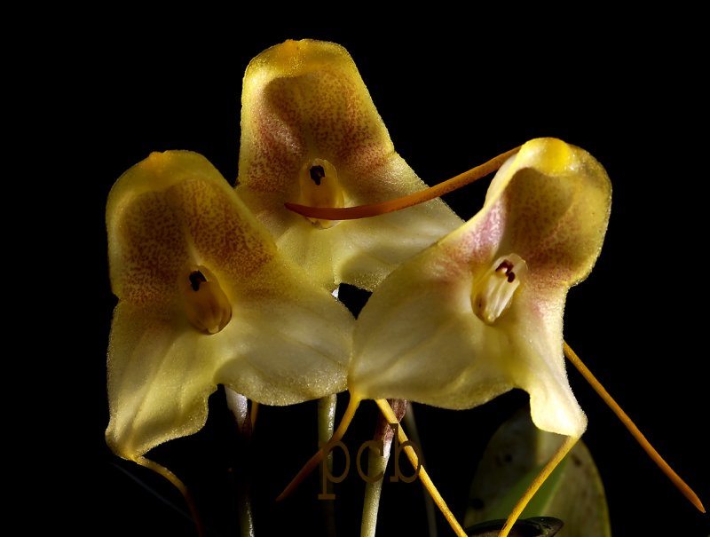 Masdevallia asterotricha