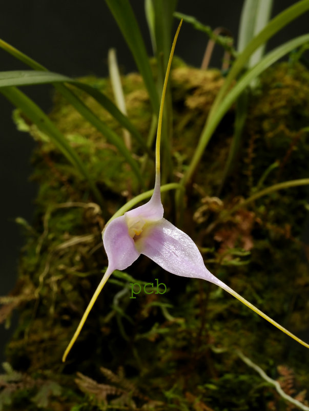 Masdevallia lamprotyria