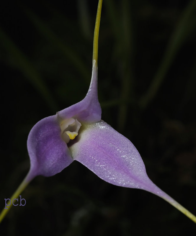 Masdevallia lamprotyria