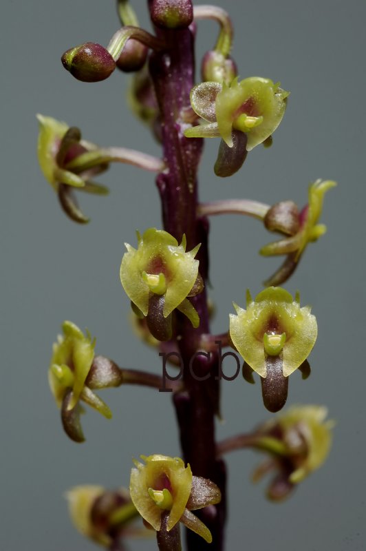 Malaxis lowii, flowers 5 mm