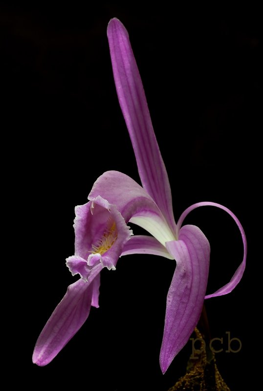 Pleione praecox variety