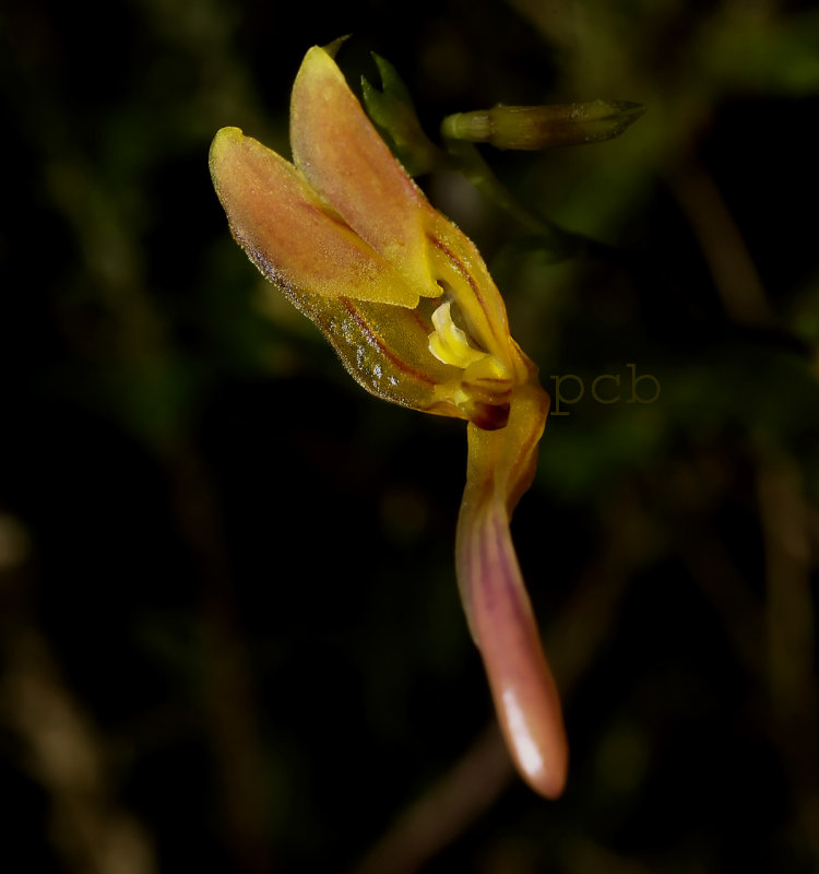 Scaphosepalum clavellatum,  1 cm