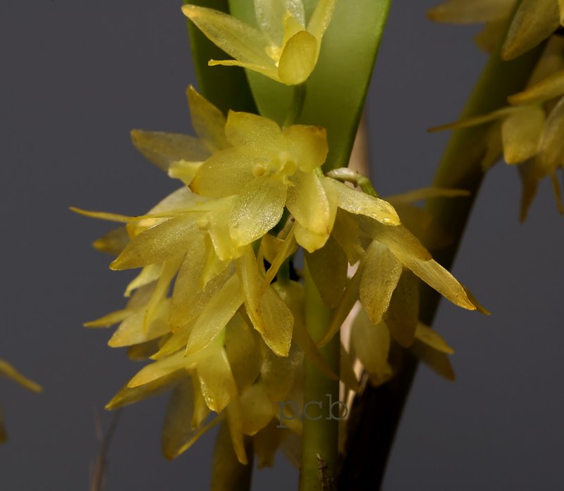 Octomeria sp.  flowers  0.75 cm