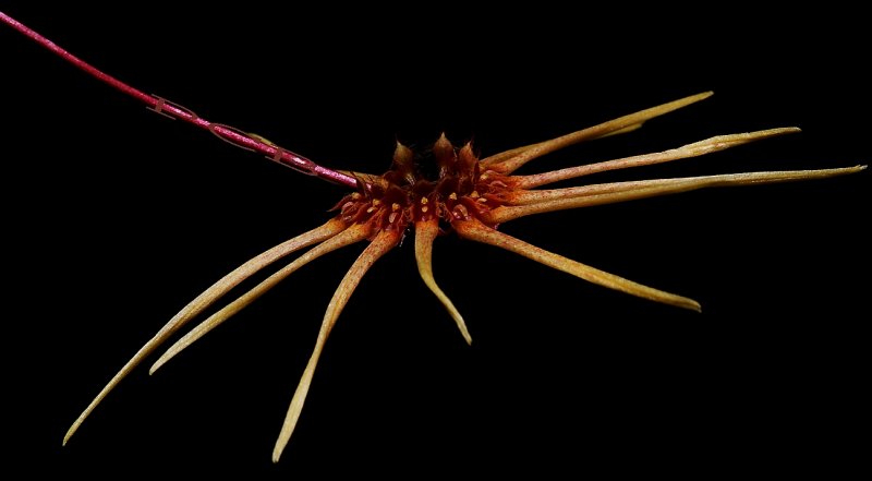 Bulbophyllum sp.