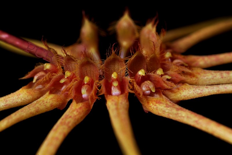 Bulbophyllum sp.