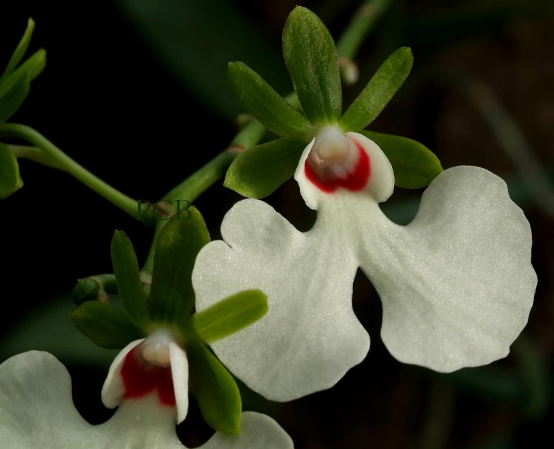 Oeonia rosea, flower 3cm