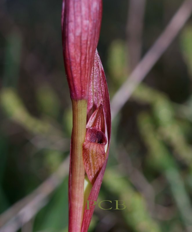 Serapias bergonii