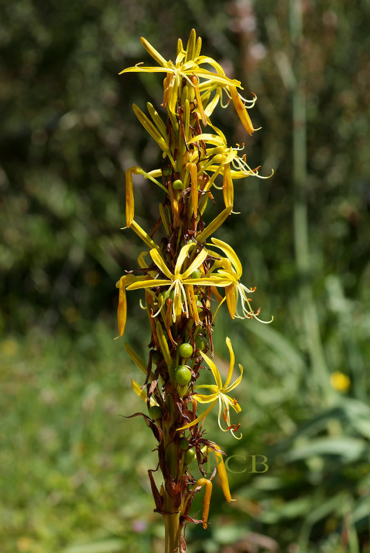 Asphodeline lutea reuzen beenbreek  Kreta