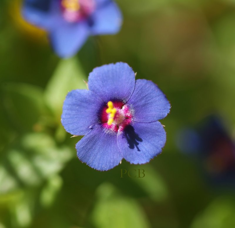  Anagallis arvensis