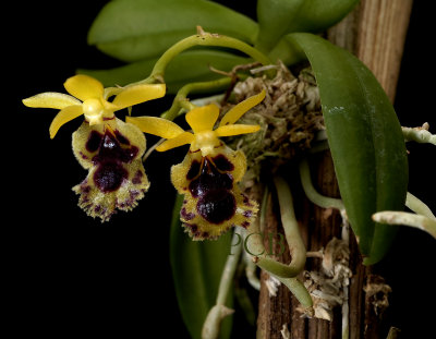 Haraella odorata, flowers about one cm