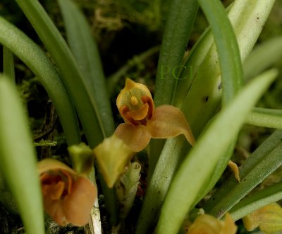 Dryadella sp.  flower 5 mm