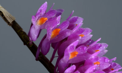 Dendrobium secundum, close