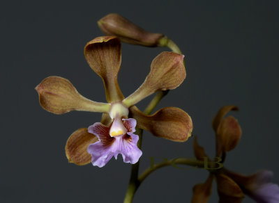 Encyclia hanburyi