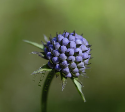 Blauwe knoop in knop, Succisa pratensis
