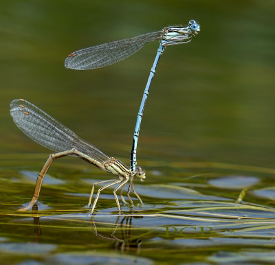 Ei-afzet blauwe breedschenen