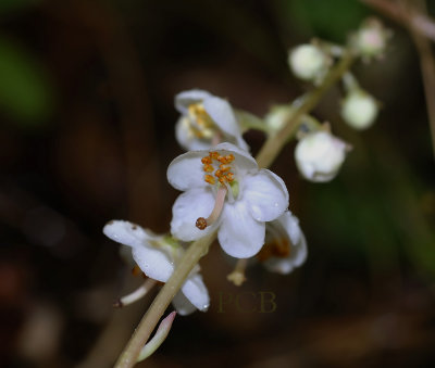 Rondbladig wintergroen, pirola rotundifolia