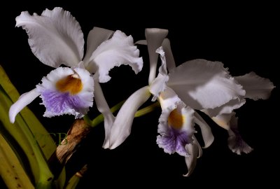 Cattleya gaskelliana var. coerulea