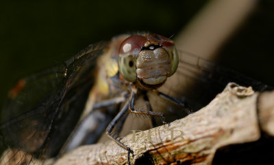 Sympetrum striolatum vrouw , het derde oog