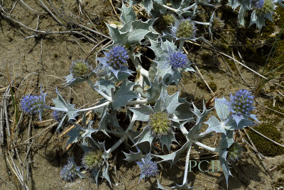 Blauwe zeedistel plant, Eryngium maritimum