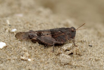 Blauwvleugelsprinkhaan, Oedipoda caerulescens