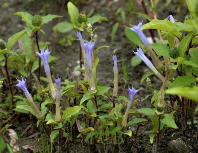 Violette doornappel