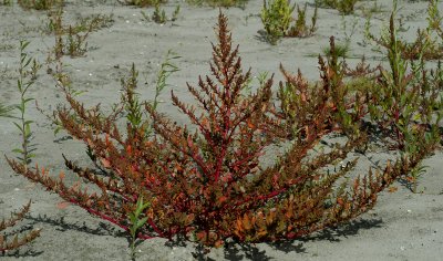 Rode ganzevoet, habitat,  Chenopodium rubrum