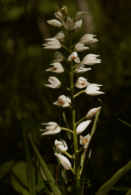 Wit bosvogeltje, Cephalanthera longifolia