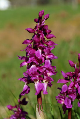 Orchis mascula ssp. mascula