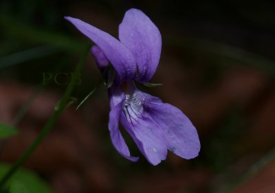 Viola reichenbachiana, blauwsporig bosviooltje