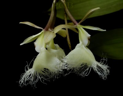 Epidendrum ilense