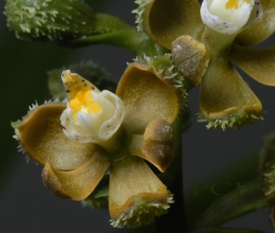 Encyclia maculosa, flowers 1 cm