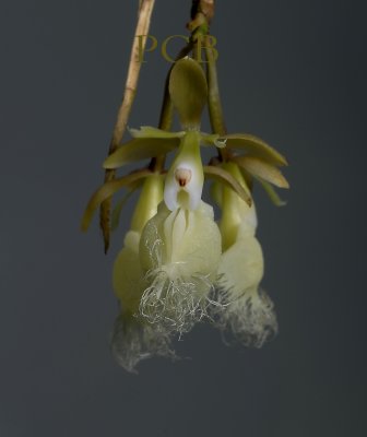 Epidendrum ilense, 2.5 cm