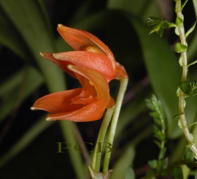 Pleurothallis fulgens, flowers 8 mm