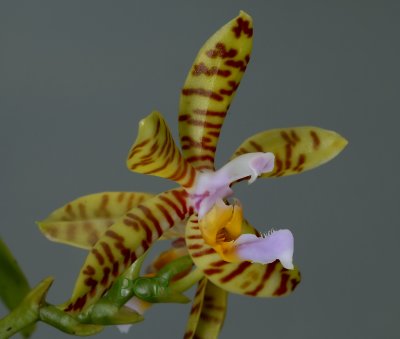 Phalaenopsis fasciata, 4 cm
