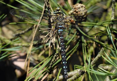 Venglazenmaker, Aeshna juncea