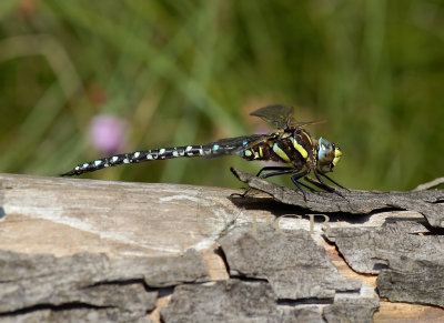 Venglazenmaker, Aeshna juncea