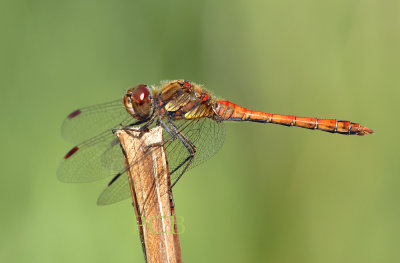 Sympetrum  striolatum, Bruinrode heidelibel