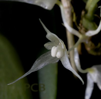 Bulbophyllum kaniense, flower 1.5 cm