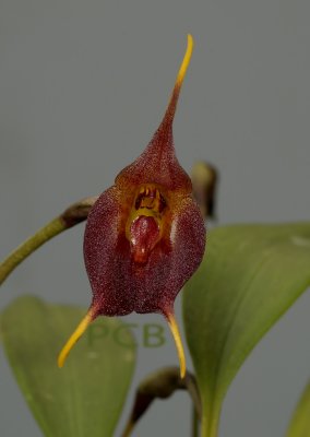 Jostia teaquei, flower 3.5 cm