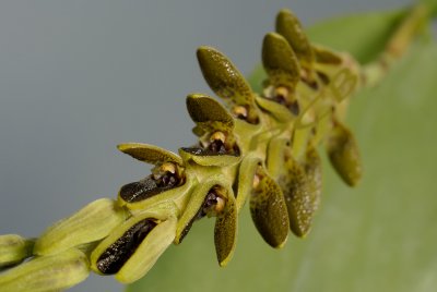 Pleurothallis saurocephala, spike 25 cm, flowers about 2 cm