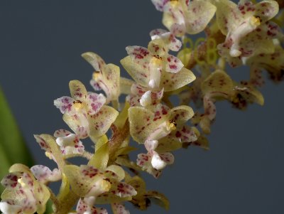 Eria obliterata, flowers 8 mm