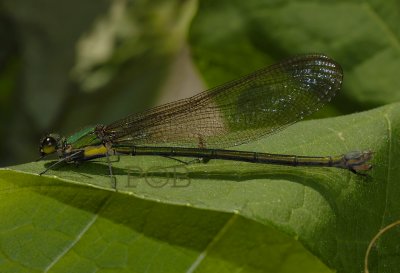 Vestalis smaragdina, female