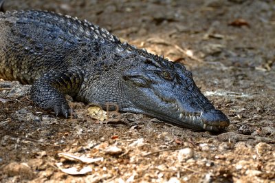 Crocodile, close, Crocodylus siamensis