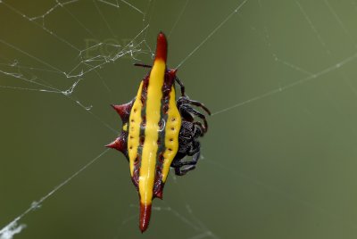 Spider, Gasteracantha doriae