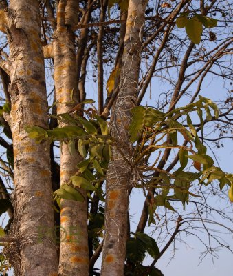 Dendrobium orchid plant in habitat Thailand, 1100 meters