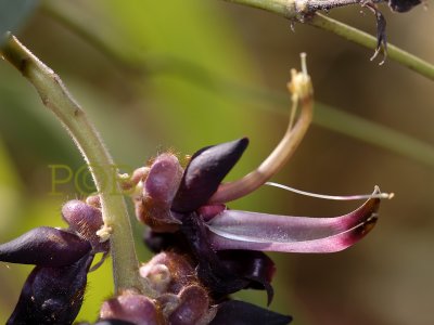 Mucuna pruriens, close-up