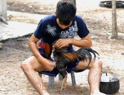 Fighting cock, massage