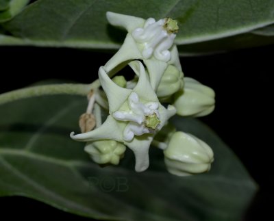 Holy flower, Calotropis gigantea, white variety used for praising Budha