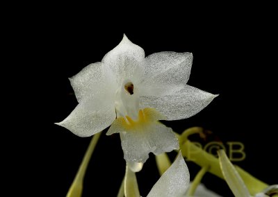 Diaphananthe sp.   flower 1 cm